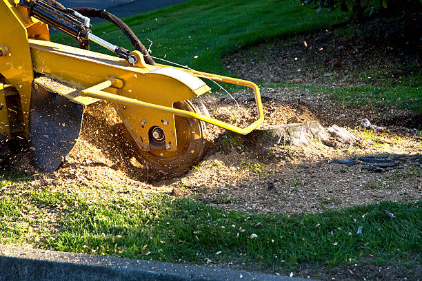 Best Tree Stump Removal  in La Center, WA